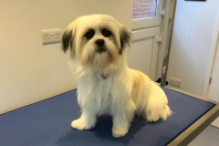 doggroompuppy01